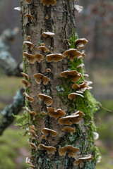 Forest © PhotoNowicka