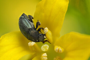 rapskäfer fressen an einer gelben blüte, brassicogethes aeneus