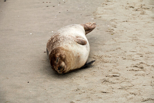 A Dead Seal On A Beach In Northern Europe Due To Water Pollution.