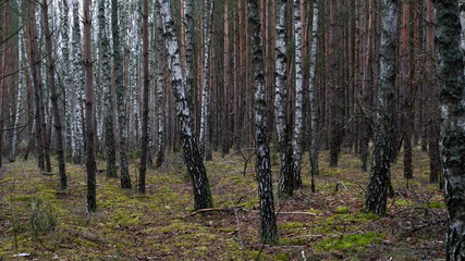 Forest © PhotoNowicka