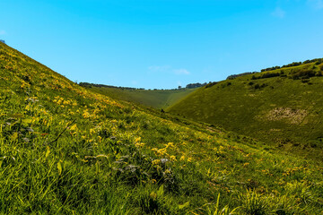 A view across a yellow primula covered hillside towards the head of the longest, widest dry valley on the South Downs near Brighton in springtime