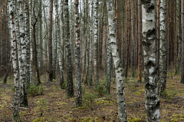 Forest © PhotoNowicka