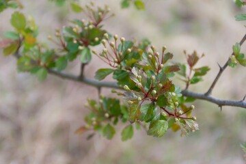 Hawthorn twig before flowering. On the branch buds of flower inflorescences and green leaves. Medicinal plant. Warm sunny spring day.