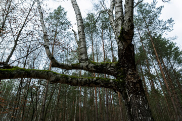 Forest © PhotoNowicka