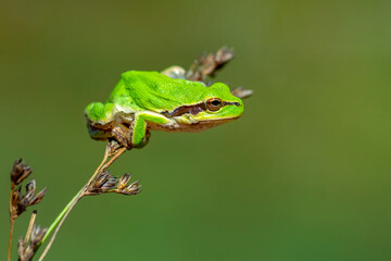 Beautiful Europaean Tree frog Hyla arborea 