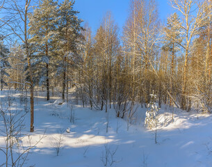 Sunny March day in the pine forest of the Leningrad region
