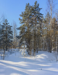 Sunny March day in the pine forest of the Leningrad region