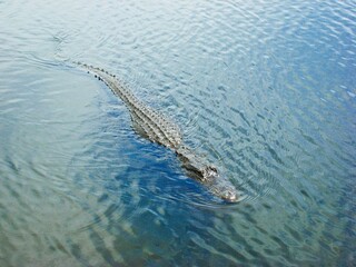Alligator in a Swamp