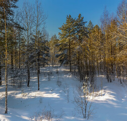 Sunny March day in the pine forest of the Leningrad region