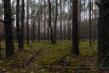 Forest © PhotoNowicka
