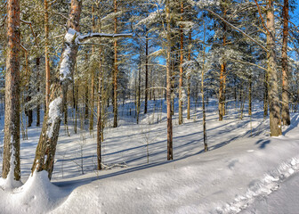Sunny March day in the pine forest of the Leningrad region