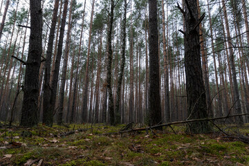 Forest © PhotoNowicka
