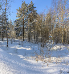 Sunny March day in the pine forest of the Leningrad region