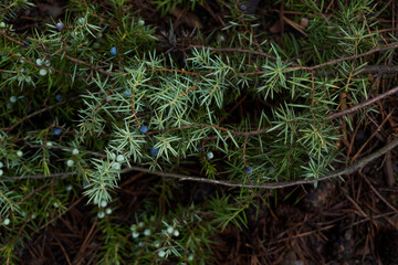 Forest © PhotoNowicka