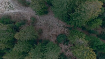 autumn forest in the mountains. evergreen trees. top view, top shot. Aerial view of forest in Ukraine. Drone shot flying over spruce conifer treetops, nature background footage in 4K resolution