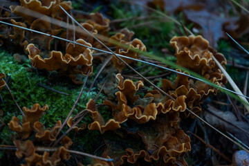 Forest © PhotoNowicka