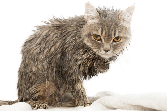 An angry, displeased wet cat sits and looks into the frame with yellow eyes. Horizontal photo.