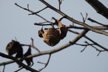 dried fruit on a tree branch