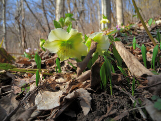 Hellebore Caucasian in the woods in early spring. Amazing green flower.