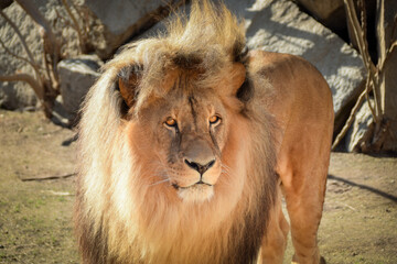 Lion in our zoo in the Czech republic. He is in zoo usti and he is so beautiful one