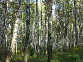 Fototapeta na wymiar summer Russian birch grove under the sun