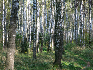 summer Russian birch grove under the sun