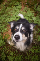 Portrait of head of border collie in forest. He is after swimming so he is wet.