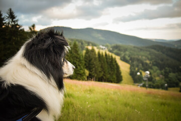 Obraz premium Border collie is sitting in the grass and looking around. He is so crazy dog on trip.