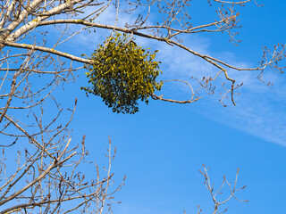 Misteln auf einem Baum
