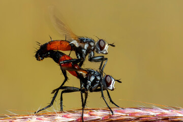 Close-up of Housefly isolated on background

