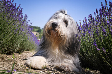 Bearded collie is lying in levander. He looks so fluffy, he is so cute dog - obrazy, fototapety, plakaty