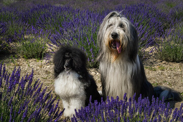 Bearded collie and poodle are sitting in levander.  They are so fluffy