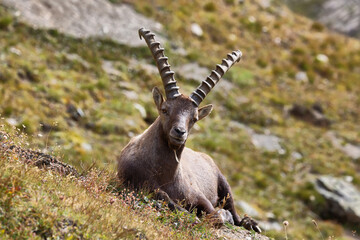 Alpine ibex (capra ibex) in Vanoise national park, french alps
