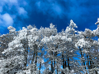 winter forest against a blue sky