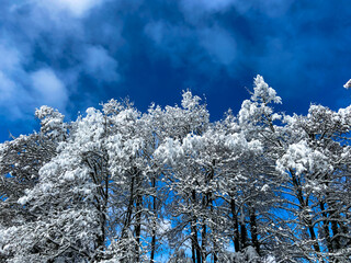 winter forest against a blue sky