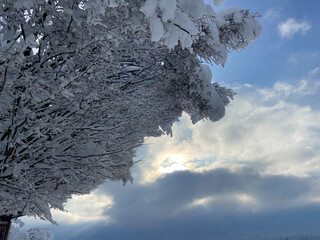 a branch hung with snow