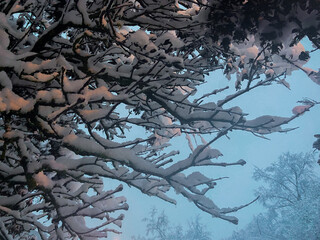 a snow-hung branch