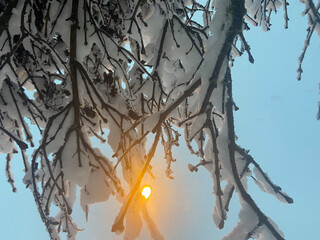 a snow-hung branch with a light in the background