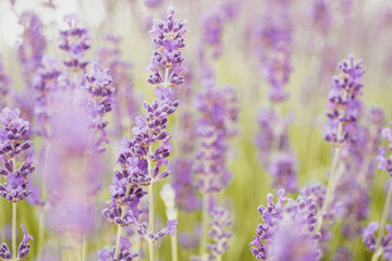 Lavender field with thin line of gravel ground. Beautiful image of lavender field closeup. Lavender flower field, image for natural background.