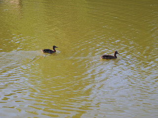 Ducks swim in a forest lake