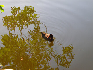 Ducks swim in a forest lake