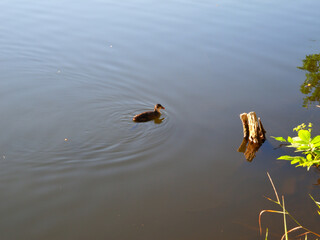Ducks swim in a forest lake