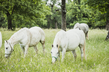 Obraz na płótnie Canvas Two white beautiful horses eating grass together in the summer field. Family concept.