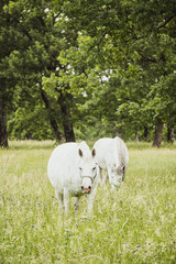 Fototapeta premium Two white beautiful horses together in the summer field. Forest in the background