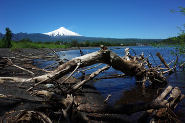 Fototapeta premium Trunks of fallen dead trees in water of lake Villarrica and black volcanic sand with view of Snow capped Villarrica volcano. Nature of Chile. Pucon