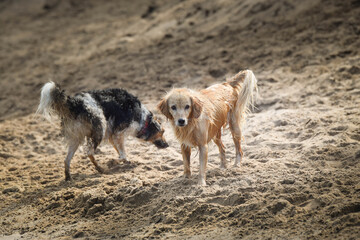 Fototapeta na wymiar White mix Dog is running in sand. She is so dirty dog now.
