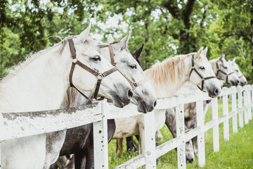 Group of beautiful white Lipizzan horses with bridle behind a white fence in original stud farm...