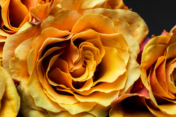 Flowers on a dark background. Fire-tipped: A yellow rose with red tips boldly contrasts a black background. March 8, Mother's Day, valentine day concept