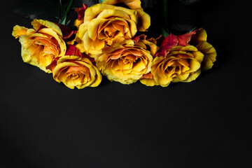 Yellow roses with red edges. Isolated on black background. Orange rose, bouquet of beautiful orange roses.  space for text