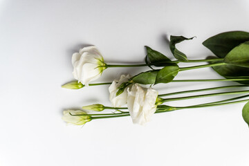 Beautiful white eustoma flower (lisianthus) in full bloom with green leaves. Wedding invitation in minimalist style with eustoma.  buds isolated on white background.